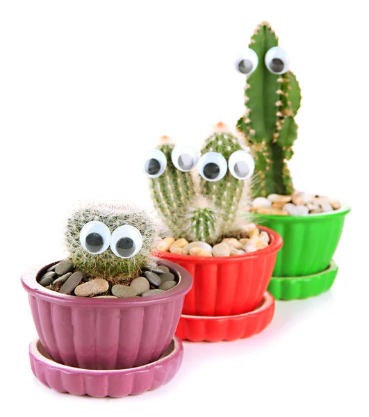 Cactus en pots de fleurs avec des yeux drôles, isolés sur blanc — Stock fotografie