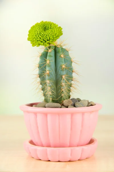 Cactus in flowerpot with flower, on wooden table — Stock Photo, Image