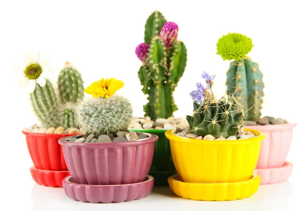 Cactussen in bloempotten met bloemen, geïsoleerd op wit — Stockfoto
