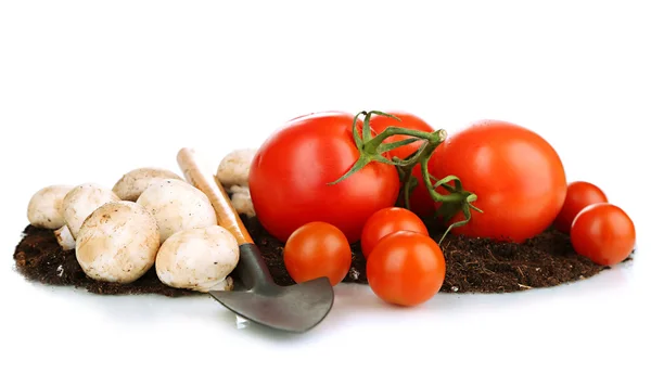 Vegetables on ground isolated on white — Stock Photo, Image