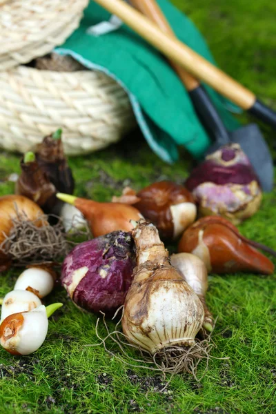 Bloembollen op gras achtergrond — Stockfoto