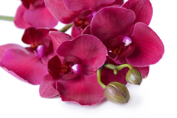 Piękne kwitnących orchidei, na białym tle — Zdjęcie stockowe