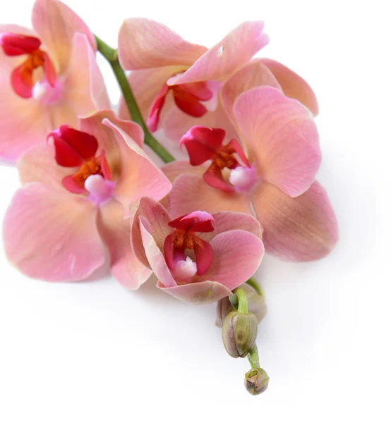 Krásné kvetoucí orchidej izolovaných na bílém — Stock fotografie