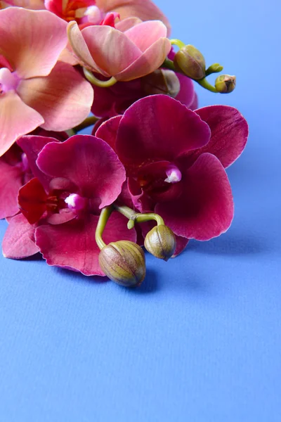 Bella orchidea in fiore su sfondo di colore — Foto Stock