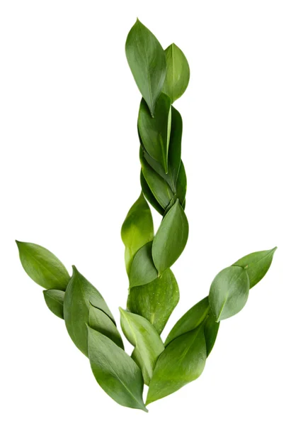 Arrow piękne zielone liście, na białym tle — Zdjęcie stockowe