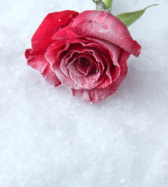 Rose rouge sur fond de neige — Photo