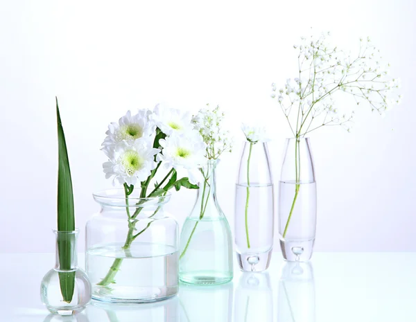 Plantes dans divers récipients en verre isolés sur blanc — Photo