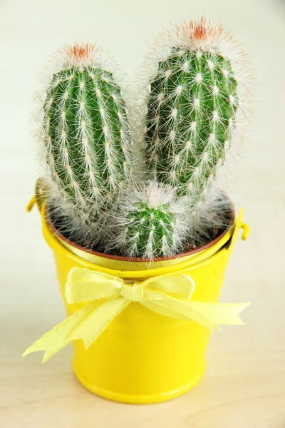 Beautiful cactus in bright pail on wooden table — Stock Photo, Image