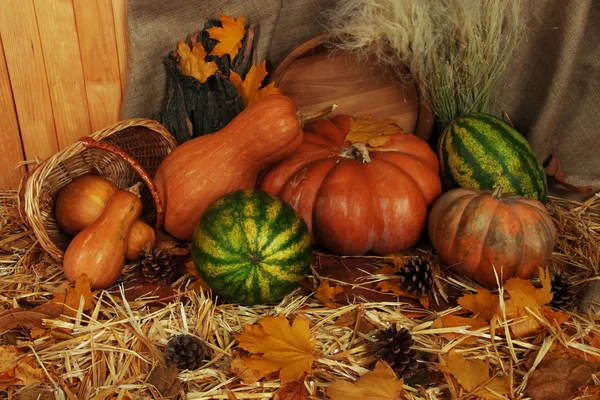 Calabazas en cesta y sandías y bañera de madera sobre paja sobre fondo de saco —  Fotos de Stock