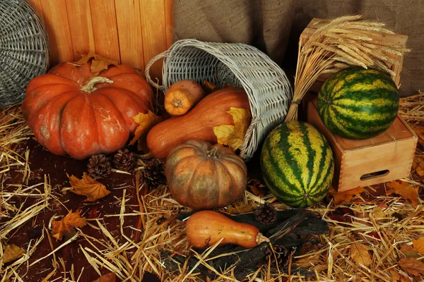 Pumpkins in basket and watermelons on crate on straw on sackcloth background — Stock Photo, Image