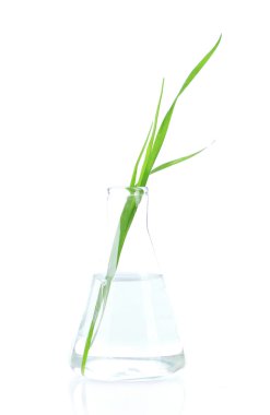 test tüpü, üzerinde beyaz izole bitki