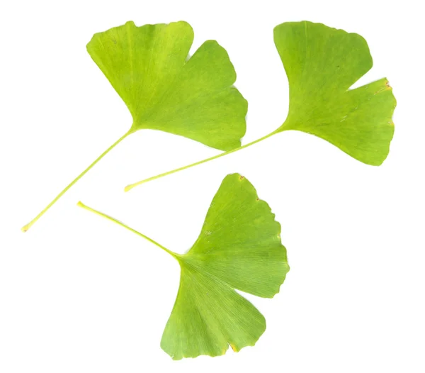 Ginkgo biloba hojas aisladas en blanco —  Fotos de Stock