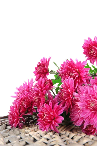 Bouquet of pink autumn chrysanthemum isolated on white — Stock Photo, Image