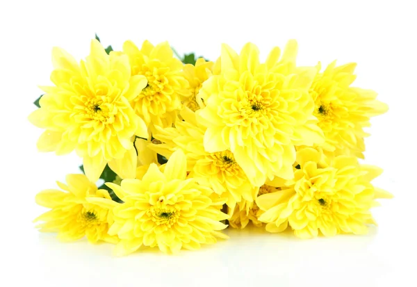 Жовті квіти хризантем ізольовані на білому — стокове фото