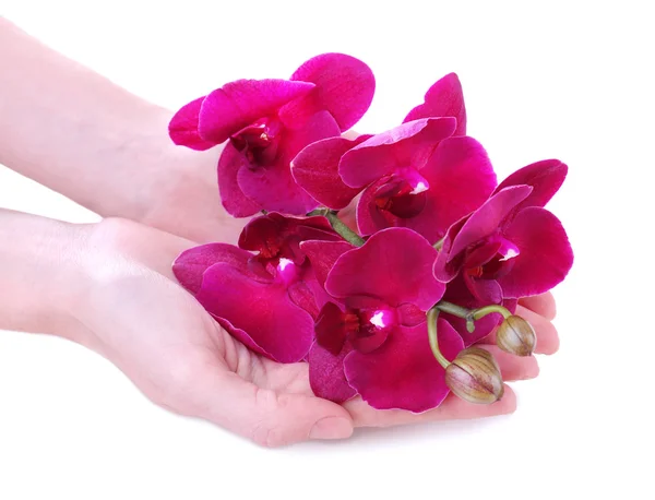 Mão com orquídea florescente bonita isolada em branco — Fotografia de Stock