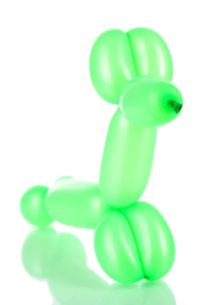 Простая собака-шарик, изолированная на белом — стоковое фото
