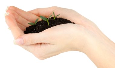 Soi büyüyen yeşil fide