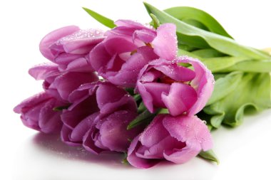 güzel beyaz izole mor Lale buketi