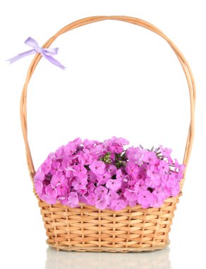 phlox üzerinde beyaz izole hasır sepet içinde güzel buket