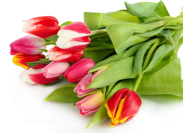 Schöne Tulpen im Eimer isoliert auf weiß — Stockfoto