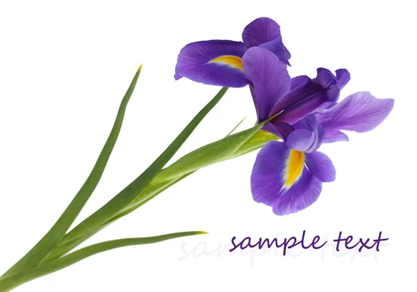 Purple iris flower, isolated on white — Stock Photo, Image