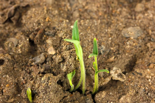 Zelené sazenice rostou z půdy close-u — Stock fotografie