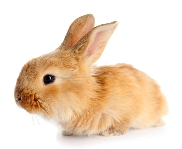 Kelinci berbulu halus terisolasi pada warna putih — Stok Foto