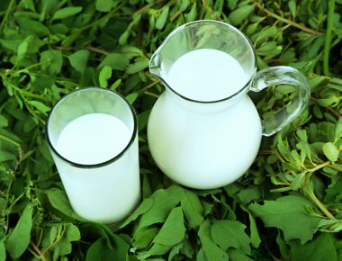 sürahi ve bardak süt çimenlerin üzerinde