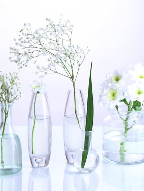 beyaz izole çeşitli Cam kaplarda bitkiler