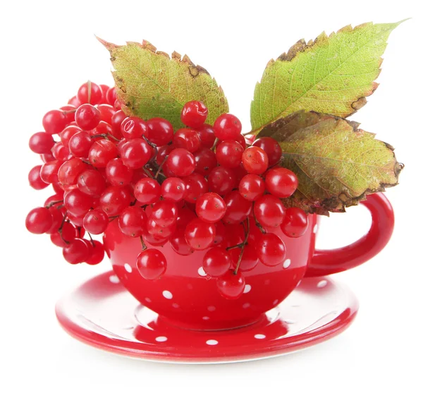 Red berries of viburnum in cup, isolated on white — Stock Photo, Image