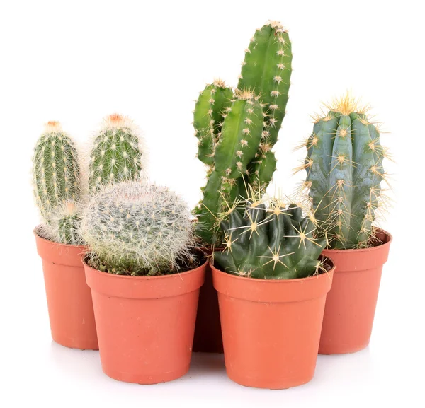 Colección de cactus, aislados sobre blanco — Foto de Stock