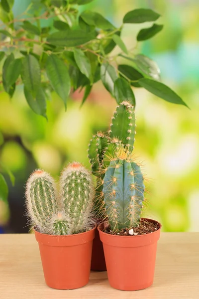 Collection of cactuses, on natural background — Stock Photo, Image