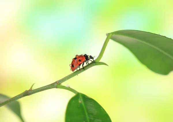 Beautiful ladybird on green plant — Stock Photo, Image