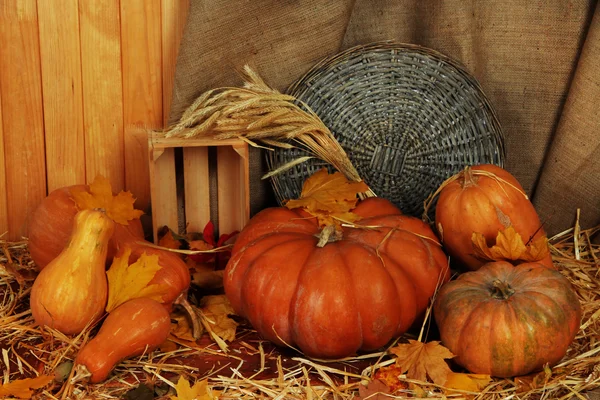 Pumpkins with wicker stand and crate on straw on sackcloth background — Stock Photo, Image