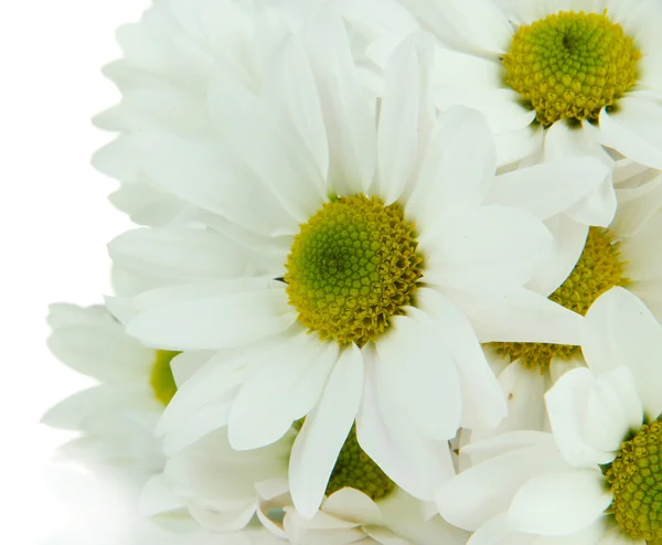 Beautiful white chrysanthemum isolated on white — Stock Photo, Image