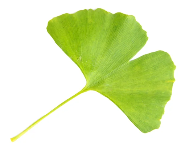 Ginkgo biloba hoja aislada en blanco — Foto de Stock