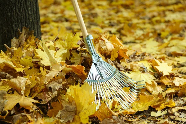 Cleaning of autumn leaves in park — Stock Photo, Image