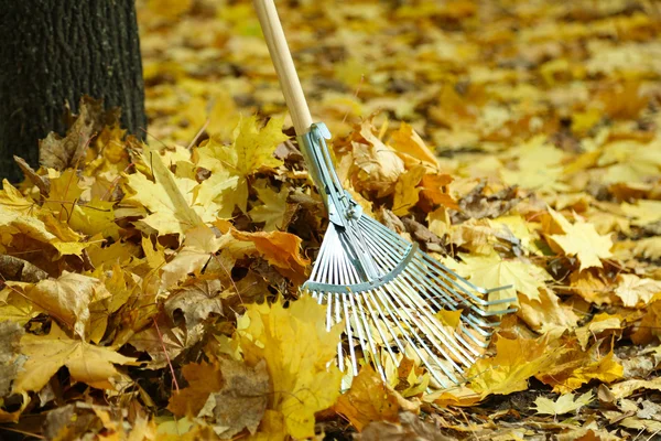 Limpieza de las hojas de otoño en el parque — Foto de Stock