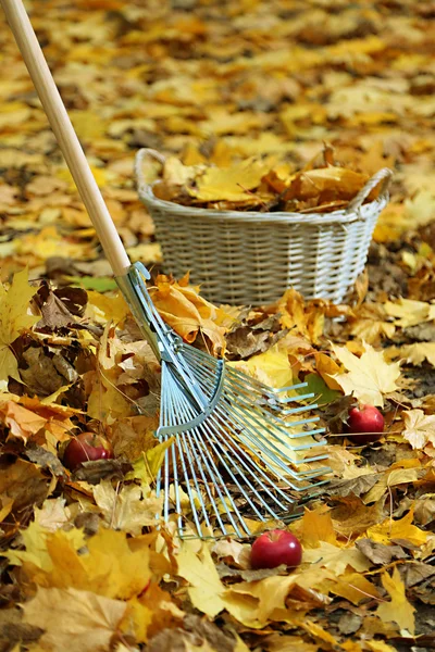 Cleaning of autumn leaves in park — Stock Photo, Image