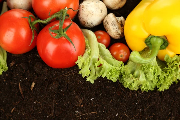 Grönsaker på marken närbild — Stockfoto