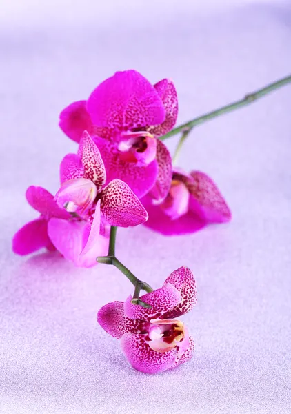 Beautiful orchid on purple background — Stock Photo, Image