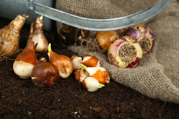 Samenstelling met drenken kan, rouwgewaad en bloem bollen op humus, op donkere achtergrond — Stockfoto