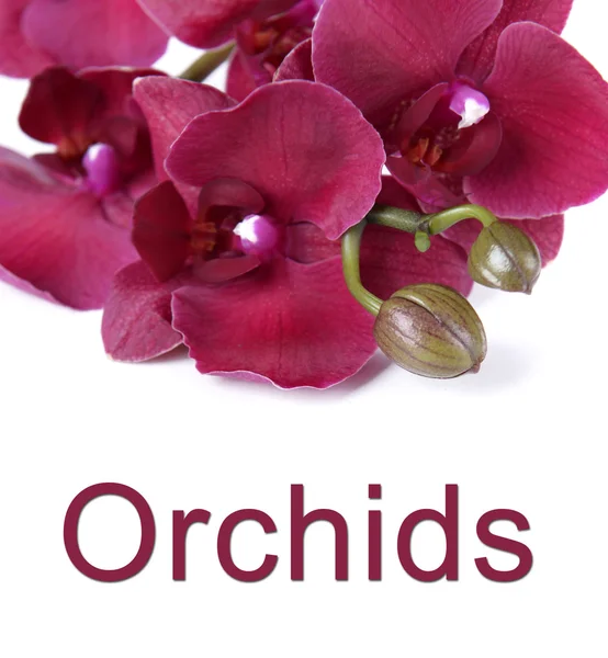 Schöne blühende Orchidee isoliert auf weiß — Stockfoto