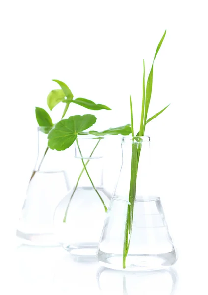 Plants in test tubes, isolated on white — Stock Photo, Image