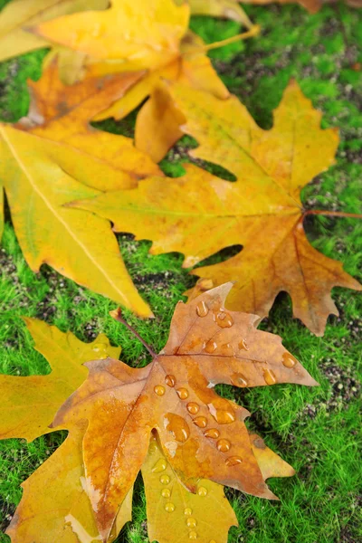 Maple leaves in park, close-up — Stock Photo, Image