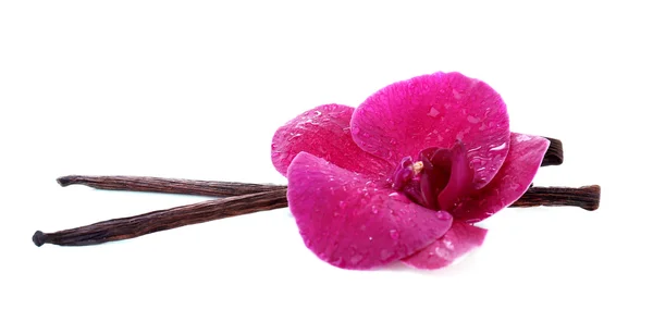 Hermosa orquídea floreciente y varillas de vainilla aisladas en blanco — Foto de Stock