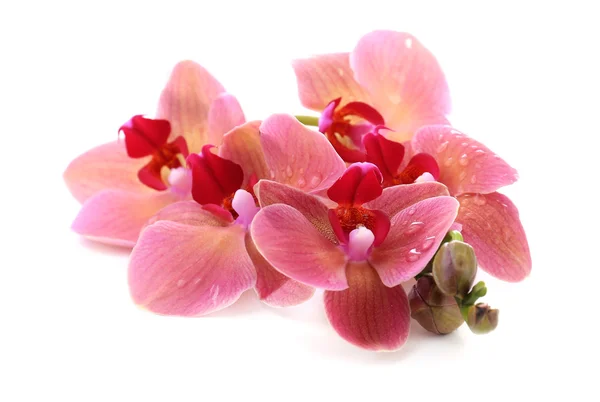 Krásné kvetoucí orchidej izolovaných na bílém — Stock fotografie