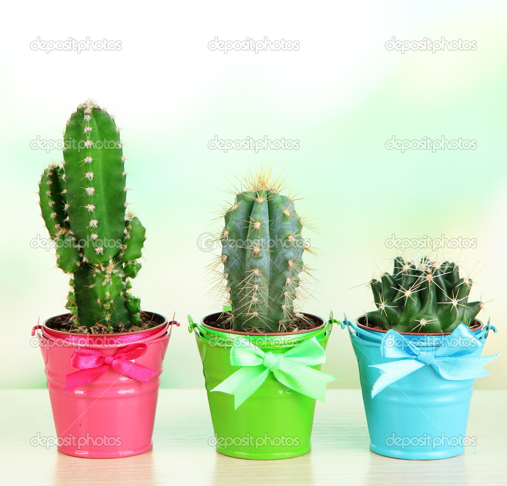 Collection of cactuses in bright pails on wooden table