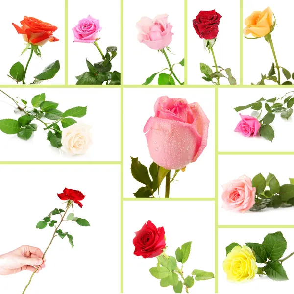 Piękne róże kolaż — Zdjęcie stockowe