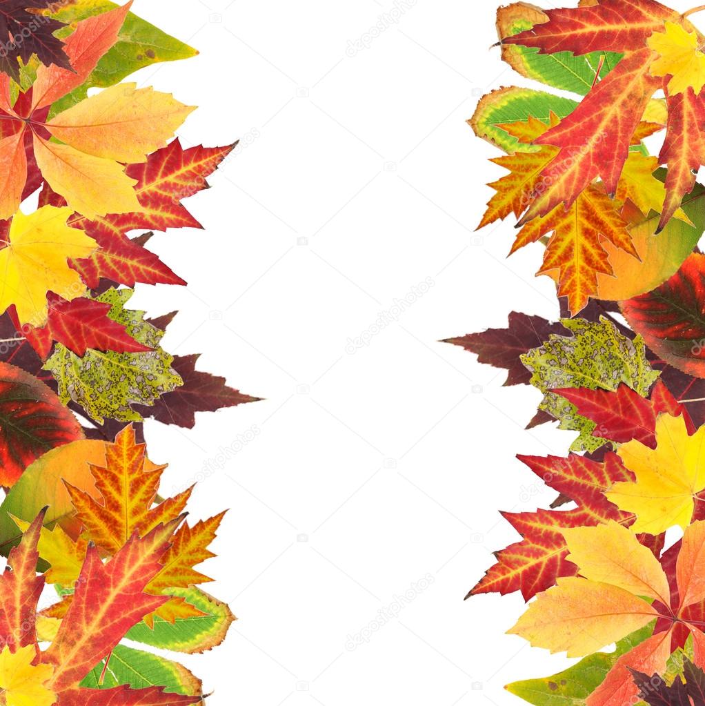 Frame of beautiful colored autumn leaves isolated on white